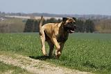 BULLMASTIFF 398